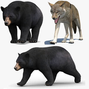 Rigged & Animated Black Bear & Red Wolf Forest Predators 3D Bundle Thumbnail