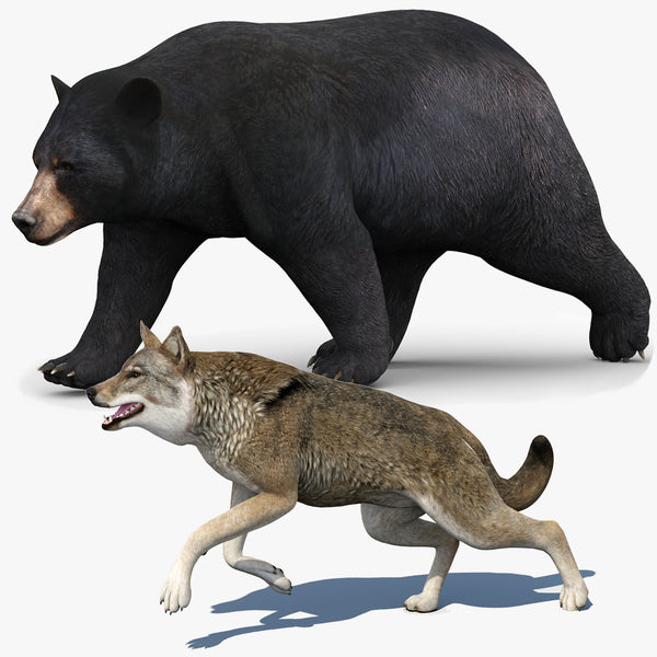 Rigged and Animated Black Bear and Red Wolf Forest Predators 3D Bundle