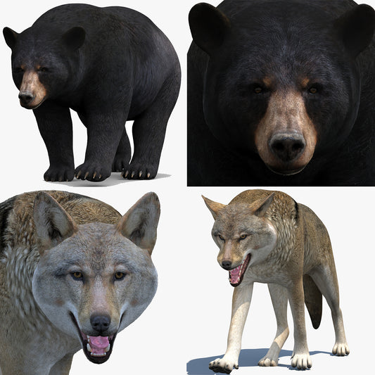 Rigged and Animated Black Bear and Red Wolf Forest Predators 3D Bundle