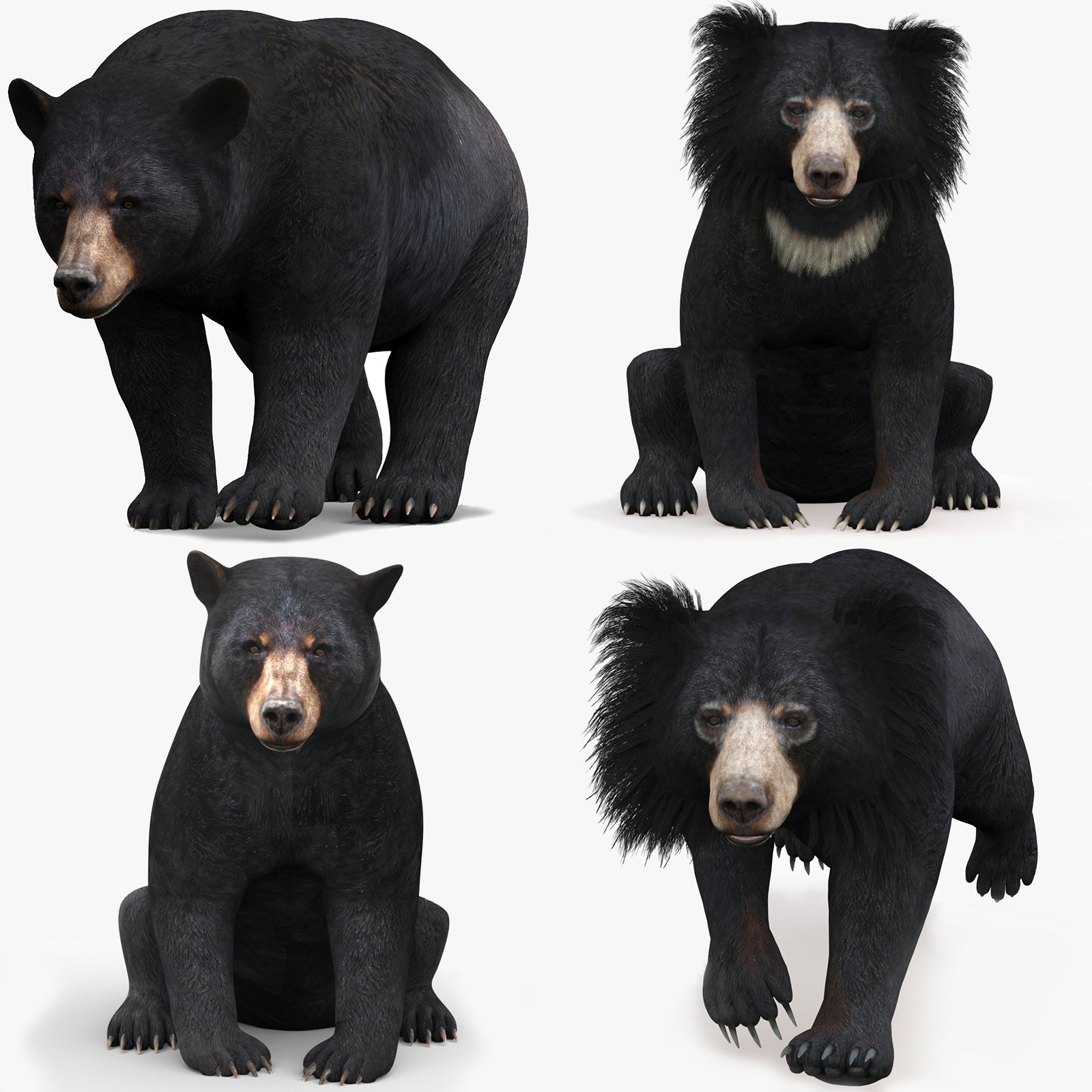 Rigged and Animated Bear Family 3D Bundle — Black Bear and Sloth Bear