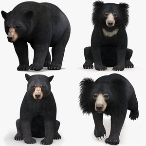 Rigged and Animated Bear Family 3D Bundle — Black Bear and Sloth Bear