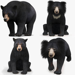 Rigged and Animated Bear Family 3D Bundle — Black Bear and Sloth Bear Thumbnail