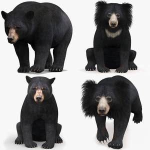 Rigged and Animated Bear Family 3D Bundle — Black Bear and Sloth Bear Thumbnail