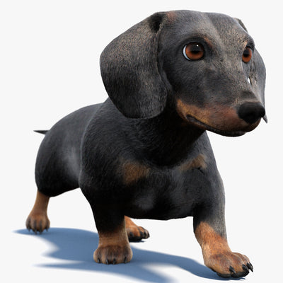 黒のダックスフント犬のアニメーション3Dモデルファー