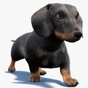 Black Dachshund Dog Animated 3D Model Fur Thumbnail