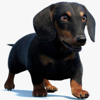 Animated Black Dachshund Dog 3D Model with Fur
