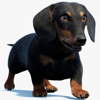Animated Black Dachshund Dog 3D Model with Fur