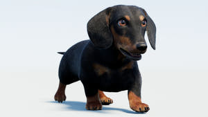 Animated black dachshund dog 3D model run cycle, rigged with fur Thumbnail
