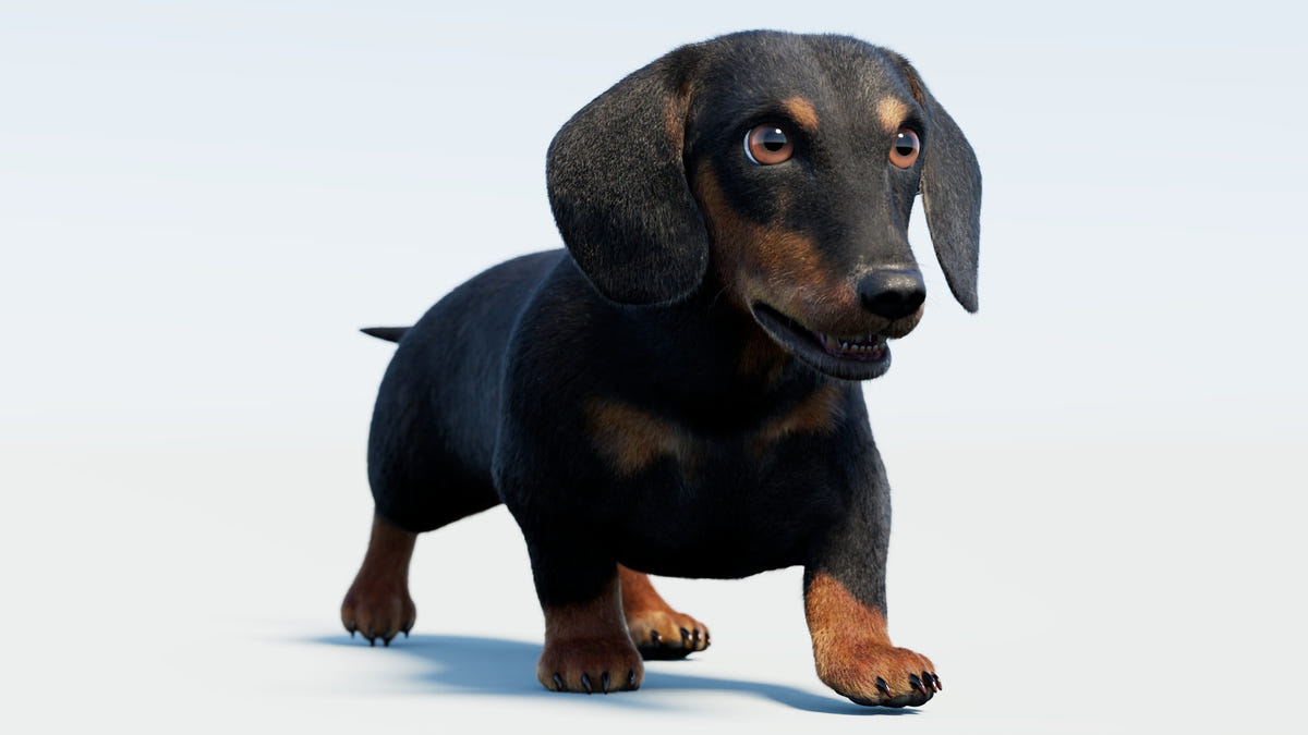 Animated black dachshund dog 3D model run cycle, rigged with fur