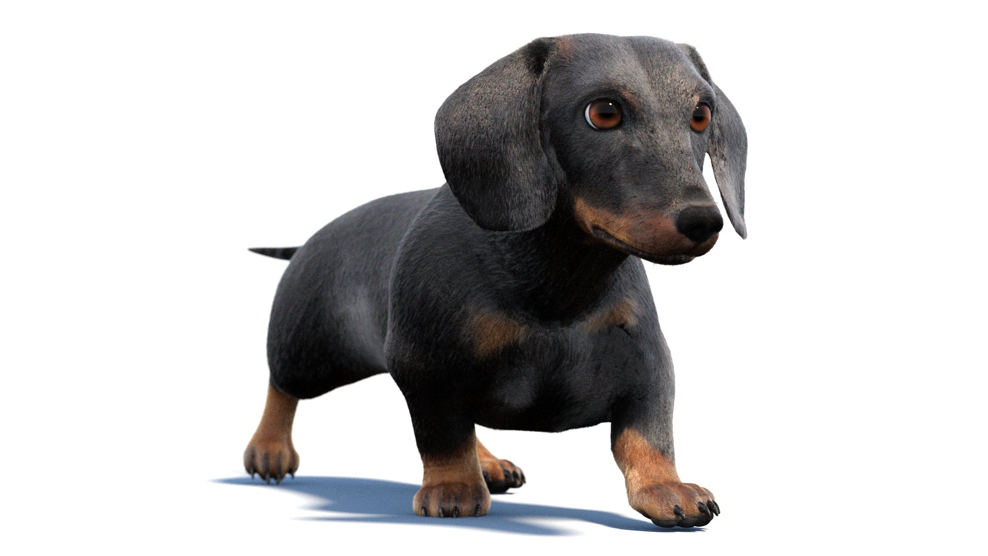 Black Dachshund Dog Animated 3D Model Fur