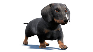 Black Dachshund Dog Animated 3D Model Fur Thumbnail