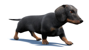 Black Dachshund Dog Animated 3D Model Fur