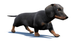 Black Dachshund Dog Animated 3D Model Fur Thumbnail