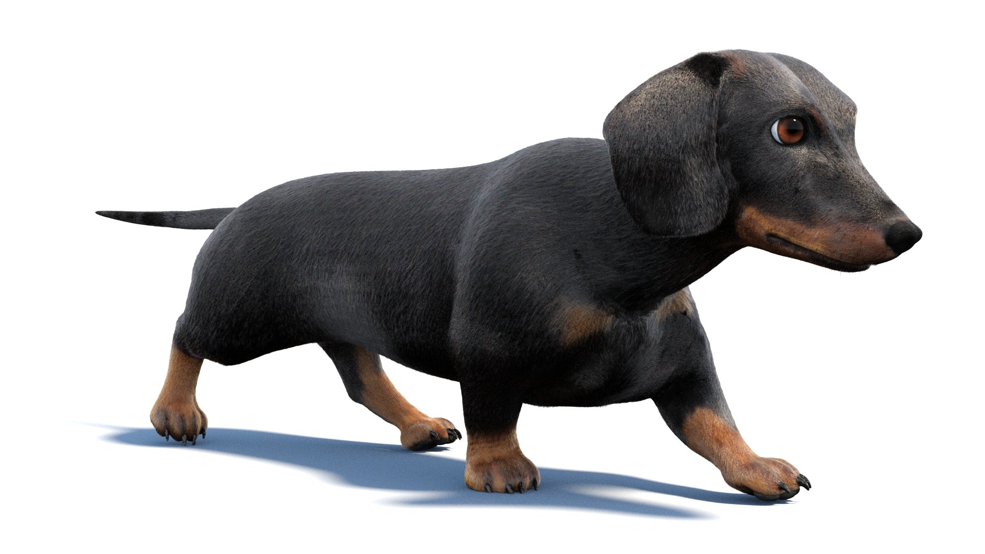 Black Dachshund Dog Animated 3D Model Fur