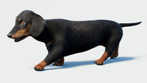 Black dachshund dog 3D model with Fur & PBR textures Thumbnail