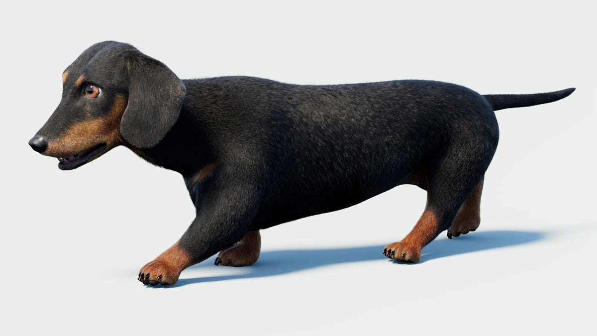 Black dachshund dog 3D model with Fur & PBR textures
