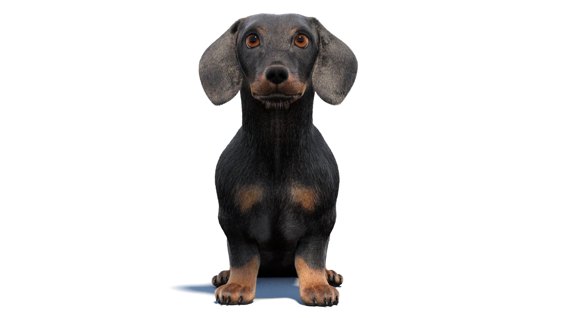 Black Dachshund Dog Animated 3D Model Fur