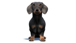 Black Dachshund Dog Animated 3D Model Fur Thumbnail
