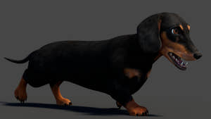 Black Dachshund Dog 3D Model – Game-Ready  Thumbnail
