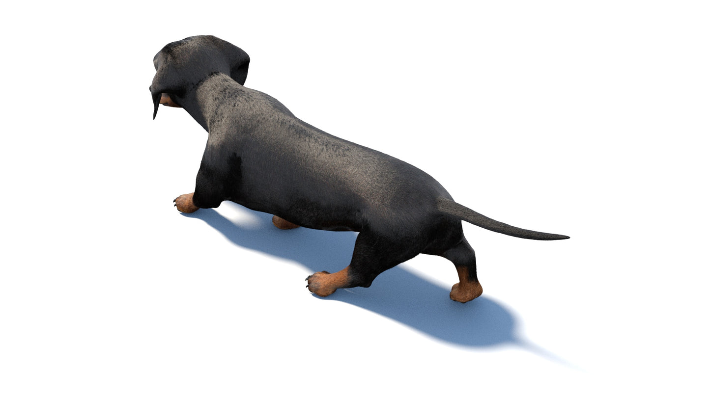 Black Dachshund Dog Animated 3D Model Fur