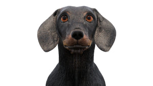 Animated Black Dachshund Dog 3D Model with Fur