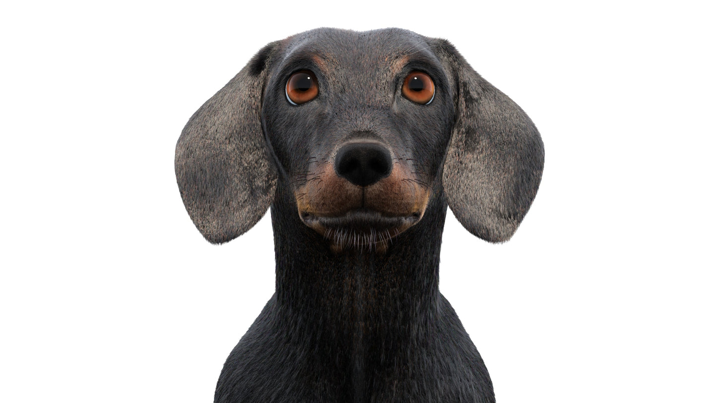 Black Dachshund Dog Animated 3D Model Fur