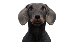 Animated Black Dachshund Dog 3D Model with Fur Thumbnail