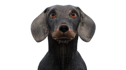 Black Dachshund Dog Animated 3D Model Fur