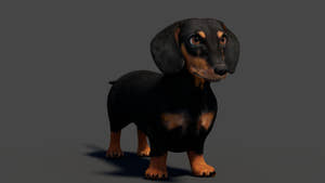 Black Dachshund Dog 3D Model – rigged and Animated Thumbnail