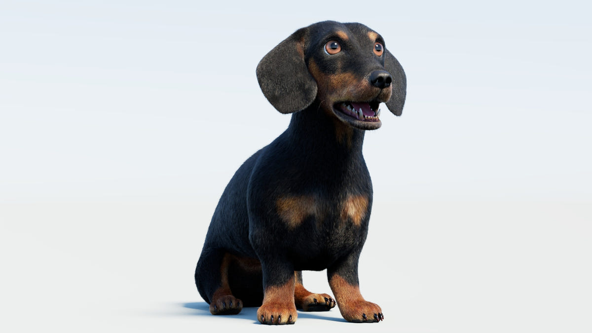 Black dachshund dog 3D model with Fur & PBR textures
