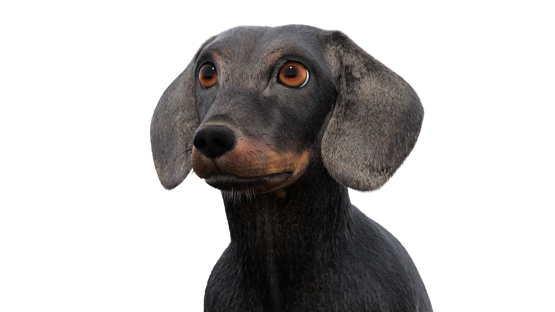 Black Dachshund Dog Animated 3D Model Fur