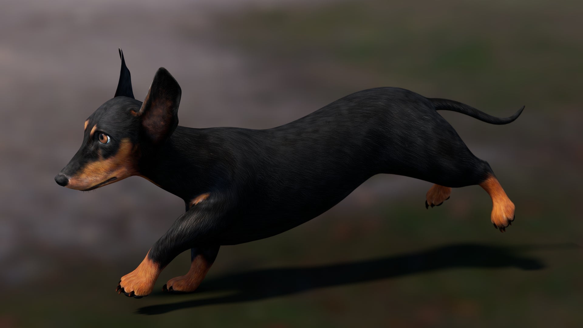 Black Dachshund Dog 3D Model – rigged and Animated