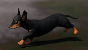 Black Dachshund Dog 3D Model – rigged and Animated Thumbnail