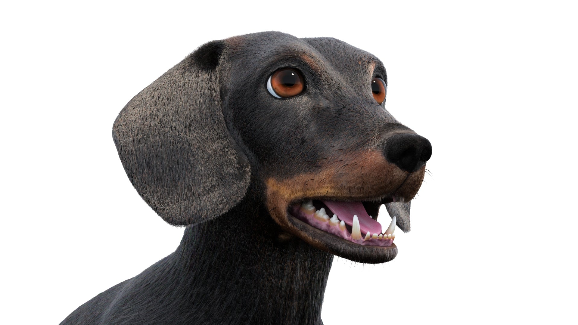 Animated Black Dachshund Dog 3D Model with Fur