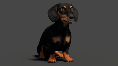 Black Dachshund Dog 3D Model – rigged and Animated