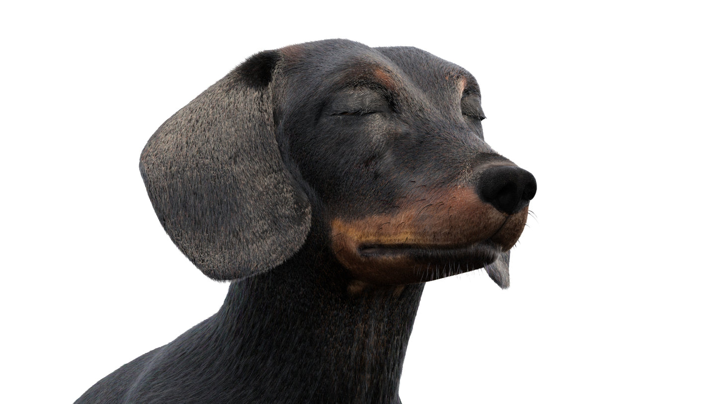 Black Dachshund Dog Animated 3D Model Fur