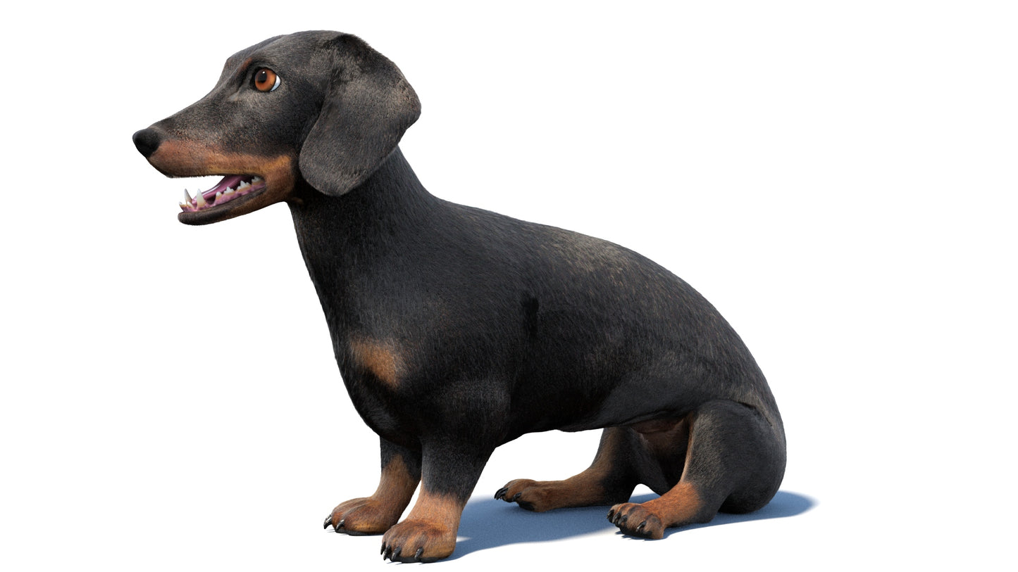 Black Dachshund Dog Animated 3D Model Fur
