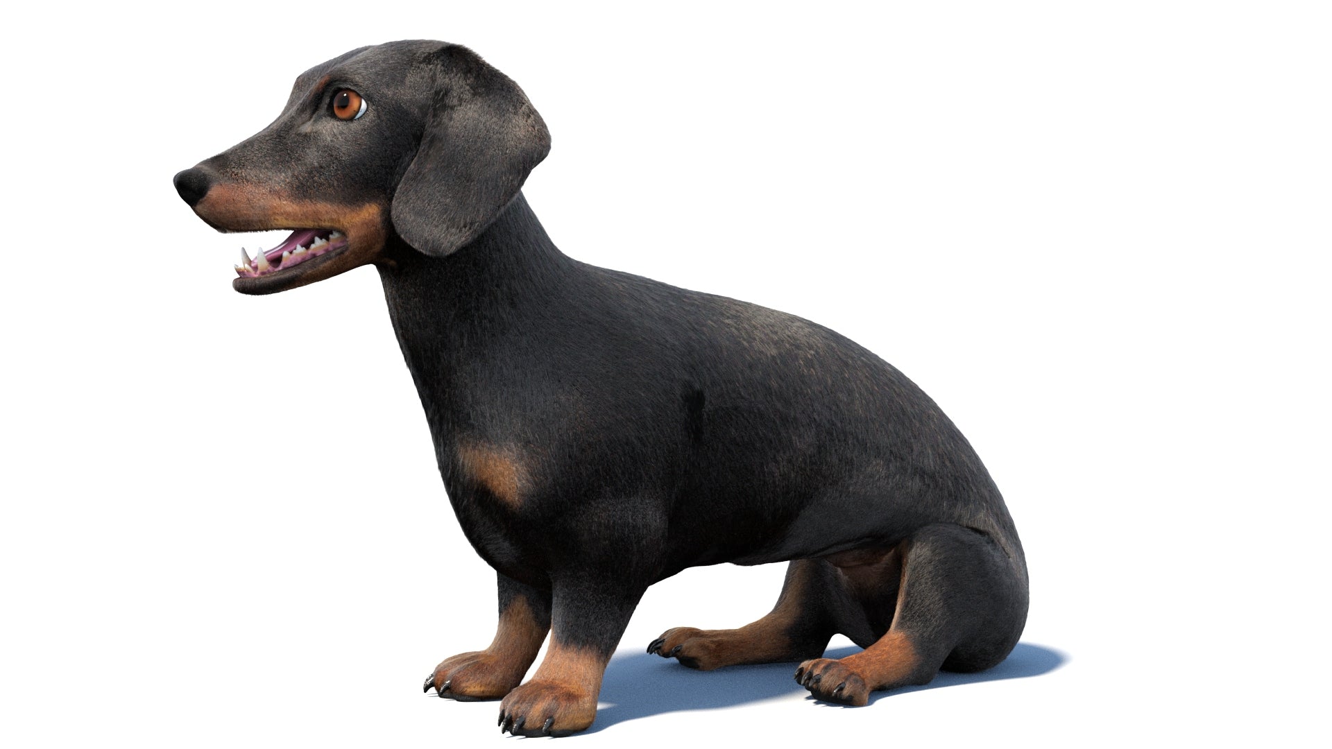 Animated Black Dachshund Dog 3D Model with Fur