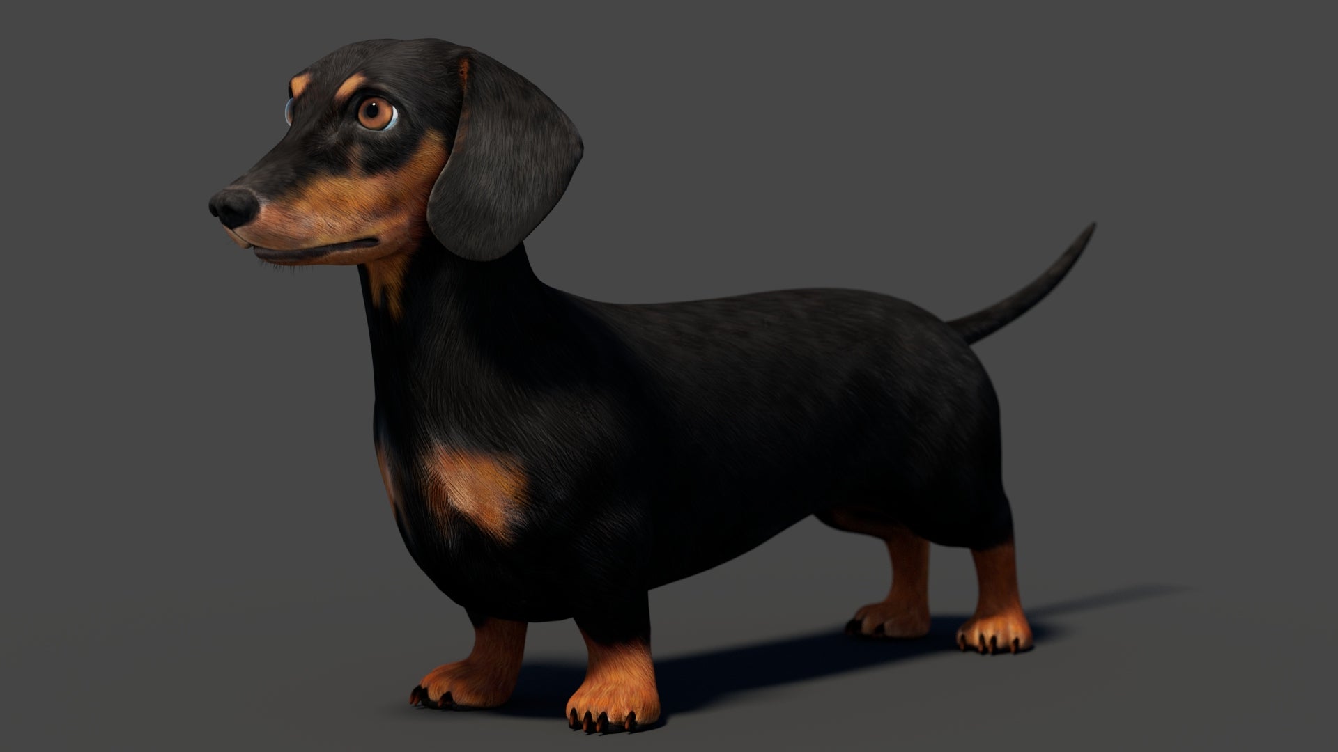 Black Dachshund Dog 3D Model – Rigged and Animated