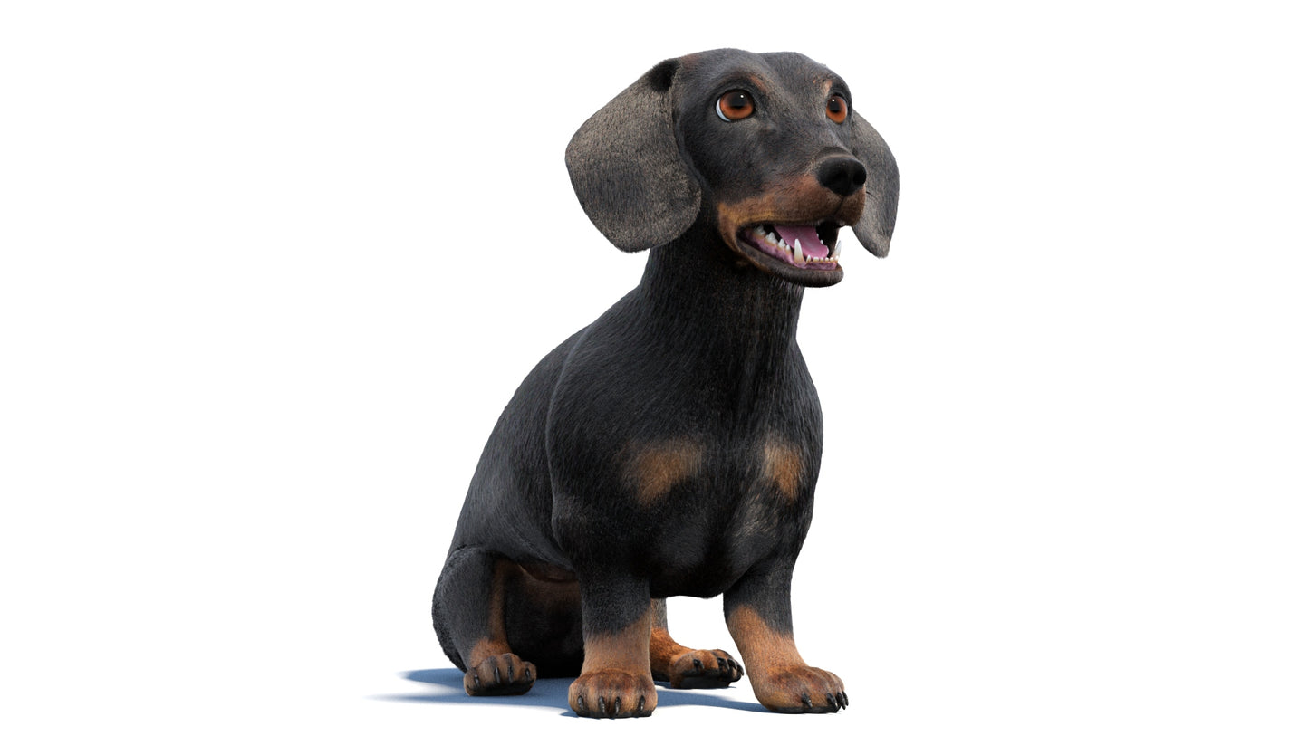 Black Dachshund Dog Animated 3D Model Fur