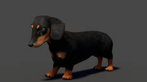 Black Dachshund Dog 3D Model – Rigged and Animated Thumbnail
