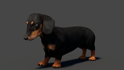 Black Dachshund Dog 3D Model – Rigged and Animated