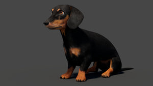 Black Dachshund Dog 3D Model – Rigged and Animated