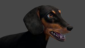 Black Dachshund Dog 3D Model Close Up View - Rigged and Animated