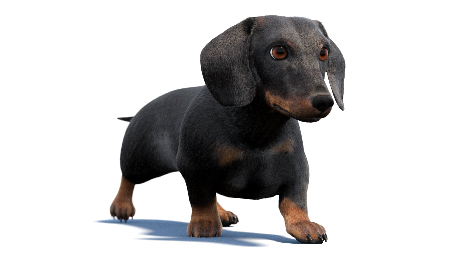 Black Dachshund Dog Animated 3D Model Fur - 360 Degree View