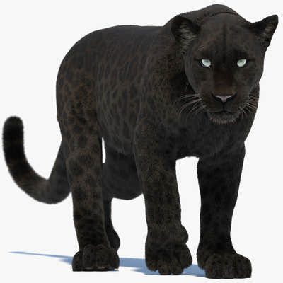 Animated Black Panther Animal 3D Model with Fur