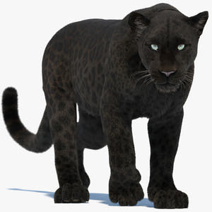 Animated Black Panther 3D Model with Fur Thumbnail