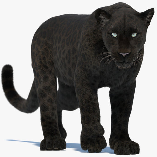 Animated Black Panther 3D Model with Fur