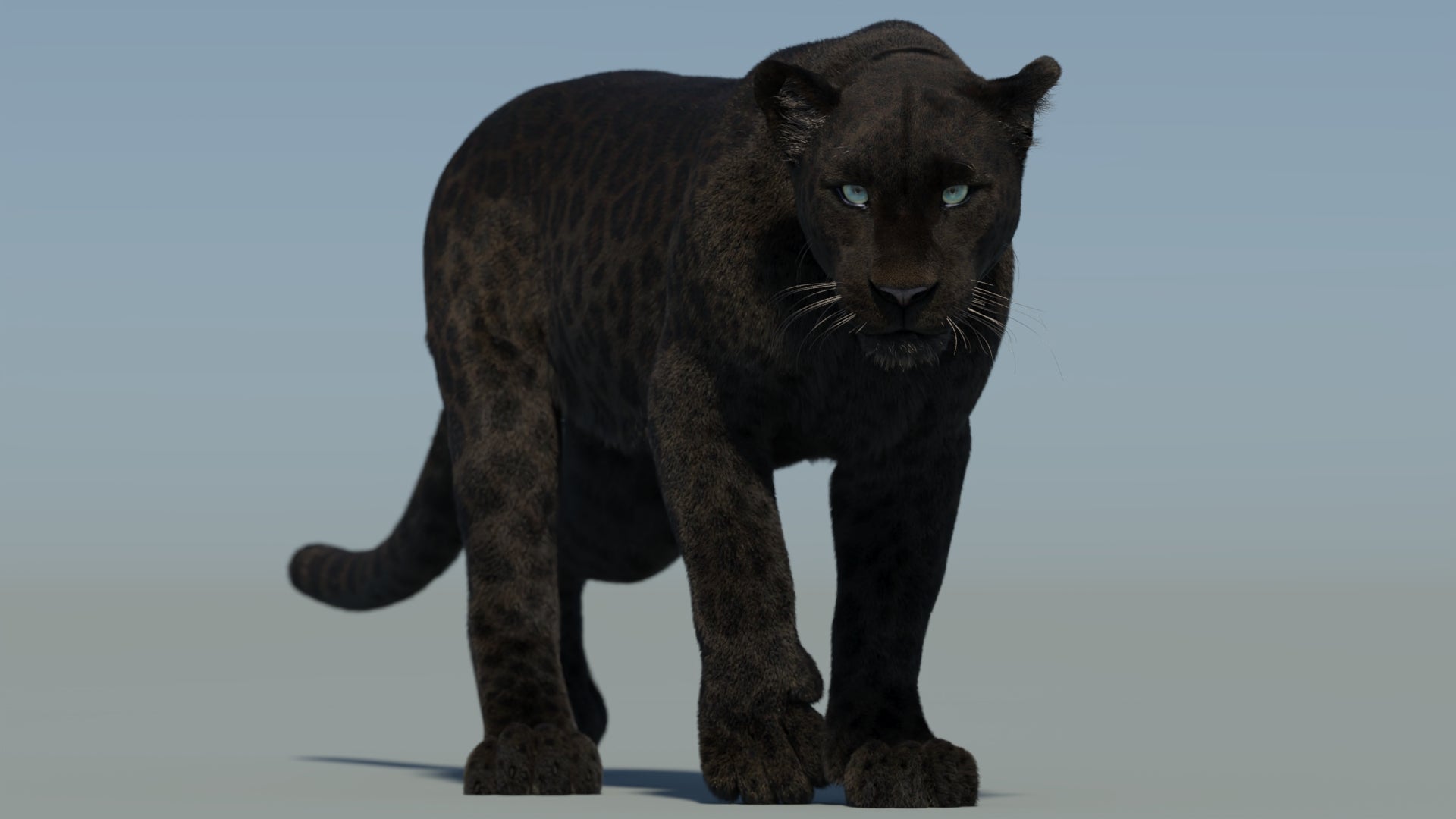 Animated Black Panther Animal 3D Model with Fur 360 View