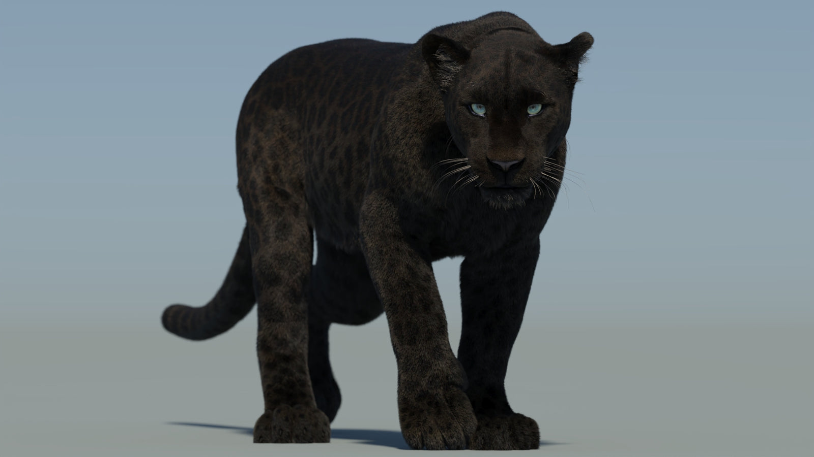 Animated Black Panther Animal 3D Model with Fur 360° view 2 frame 2